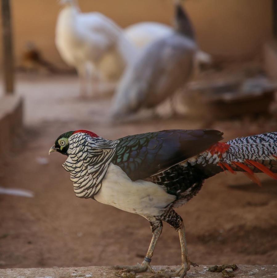Le Domaine Limoune Oulad Teïma Eksteriør billede