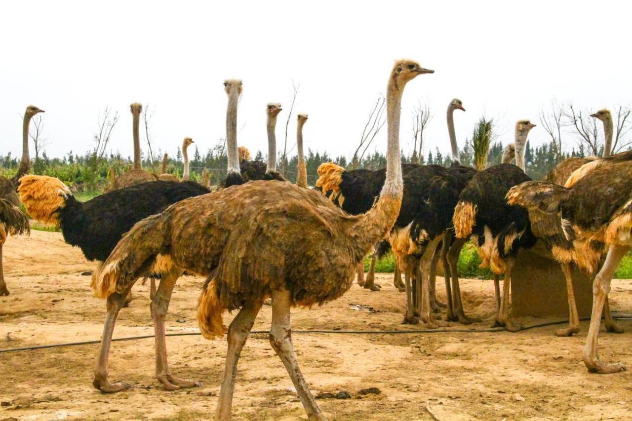 Le Domaine Limoune Oulad Teïma Eksteriør billede
